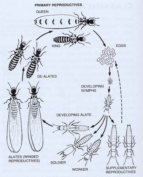 Termite lifecycle