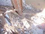 termite damage via slab