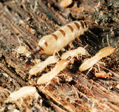 termite queen